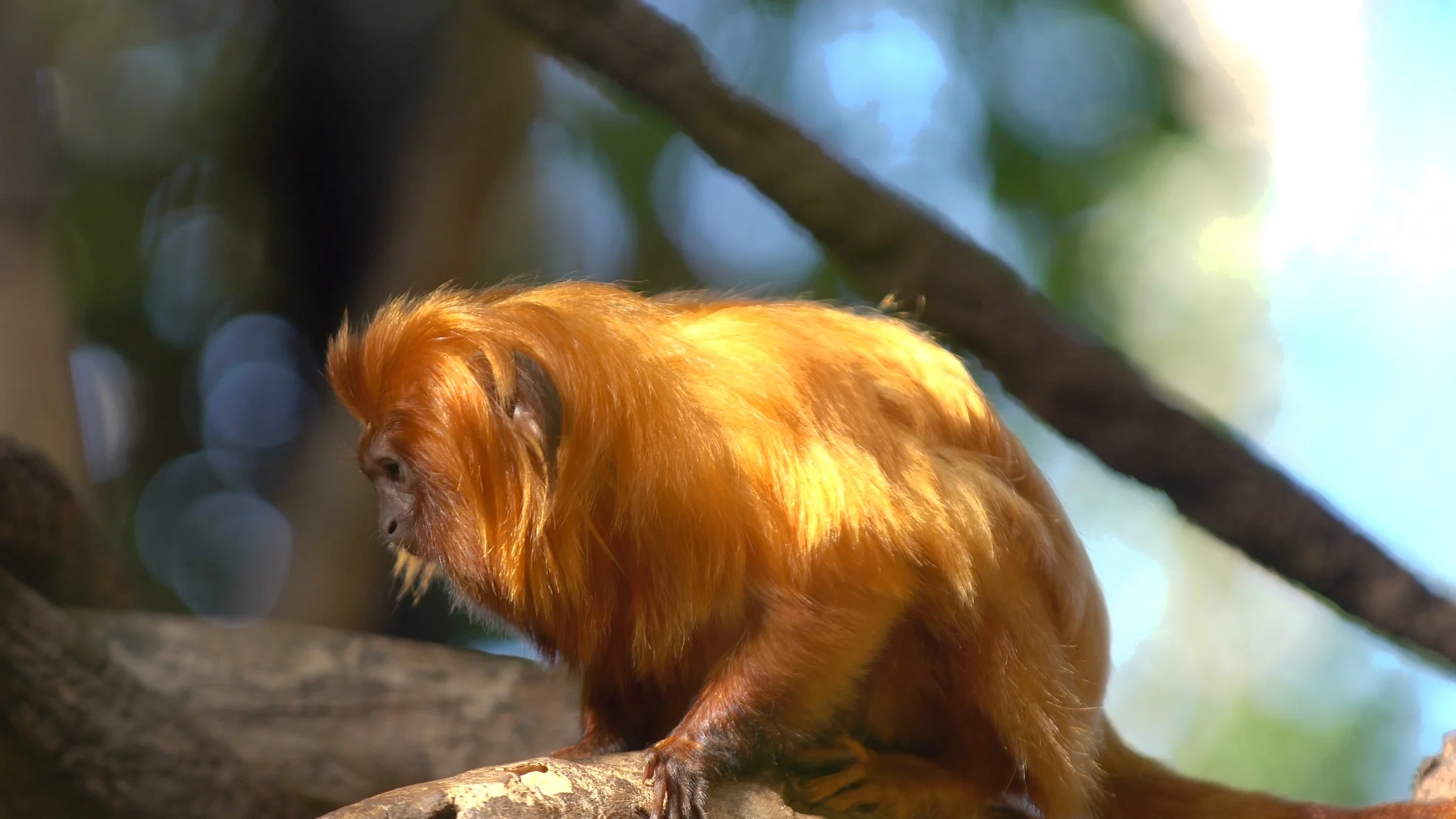 Male Bornean Orangutan with Orange Reddish Long Hair Big Wang Lobes in Zoo  Stock Photo  Image of mokeys long 73455348