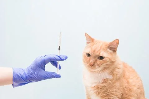 Cute red-haired cat on a blue background is waiting for an injection, a hand  Stock Photos