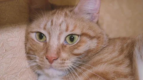 Cute red-haired cat lies on the bed and looks at the camera with loving eyes. Stock Footage 236240495