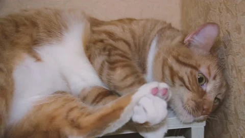 Cute red-haired cat lies on the bed and looks at the camera with loving eyes. Stock Footage 236240496