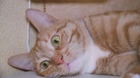 Cute red-haired cat lies on the bed and looks at the camera with loving eyes. Stock Footage 236240500
