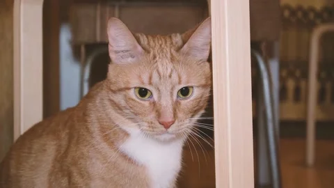 Cute red-haired cat lies on the bed and looks at the camera with loving eyes. Stock Footage 236240506