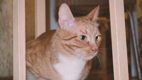 Cute red-haired cat lies on the bed and looks at the camera with loving eyes. Stock Footage 236240507