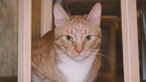 Cute red-haired cat lies on the bed and looks at the camera with loving eyes. Stock Footage 236240508