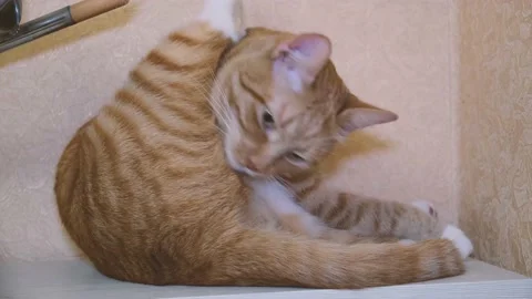 Cute red-haired cat lies on the bed and looks at the camera with loving eyes. Stock Footage 236240510