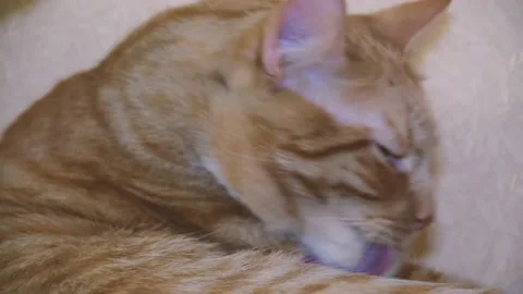 Cute red-haired cat lies on the bed and looks at the camera with loving eyes. Stock Footage 236240513