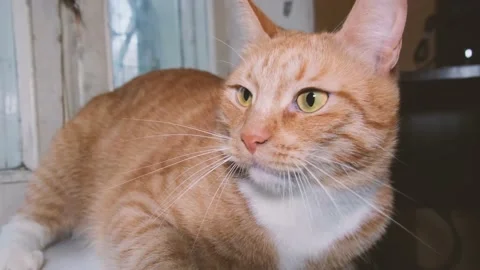 Cute red-haired cat lies on the bed and looks at the camera with loving eyes. Stock Footage 238696397