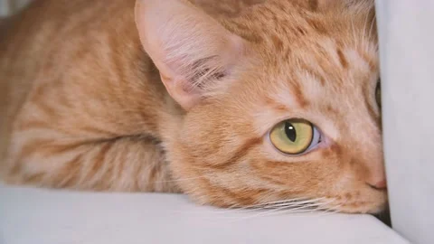 Cute red-haired cat lies on the bed and looks at the camera with loving eyes. Stock Footage 238696400