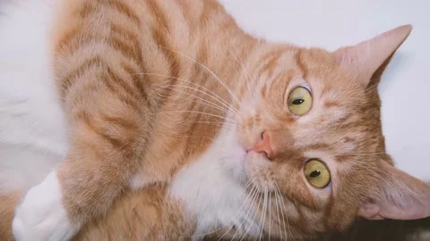 Cute red-haired cat lies on the bed and looks at the camera with loving eyes. Stock Footage 238696408