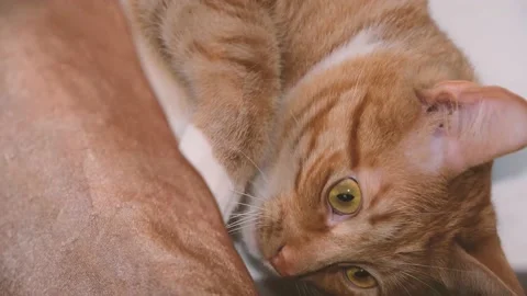 Cute red-haired cat lies on the bed and looks at the camera with loving eyes. Stock Footage 238696409