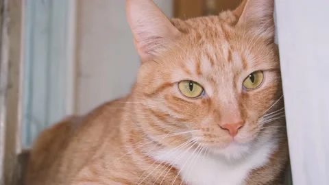 Cute red-haired cat lies on the bed and looks at the camera with loving eyes. Stock Footage 238696431