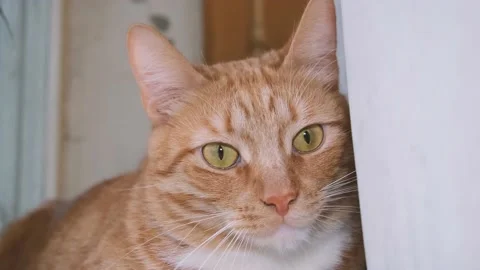 Cute red-haired cat lies on the bed and looks at the camera with loving eyes. Stock Footage 238696434