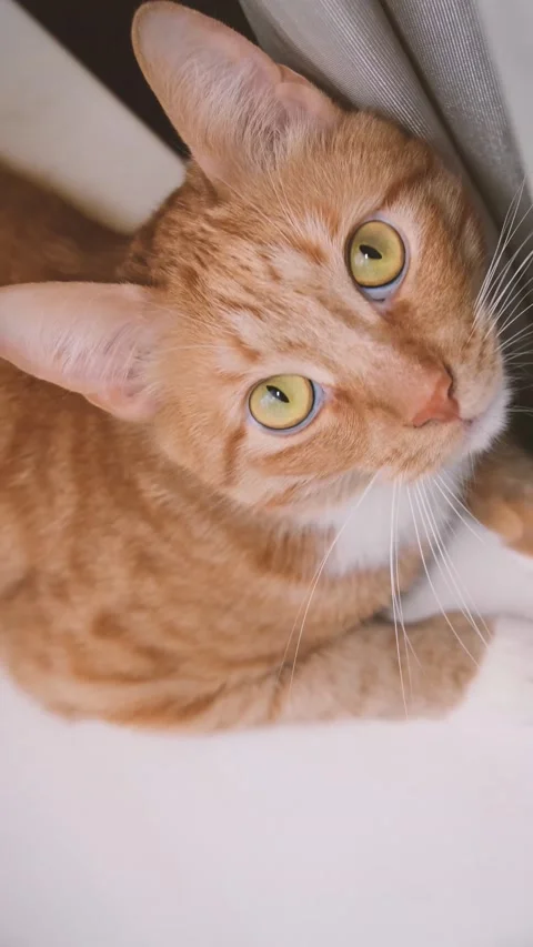 Cute red-haired cat lies on the bed and looks at the camera with loving eyes. Stock Footage 238696449