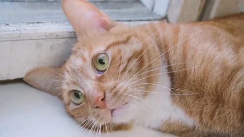 Cute red-haired cat lies on the bed and looks at the camera with loving eyes. Stock Footage 238696456