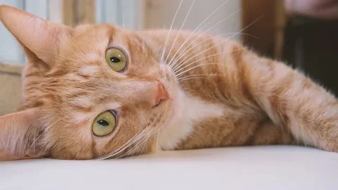 Cute red-haired cat lies on the bed and looks at the camera with loving eyes. Stock Footage 238696460
