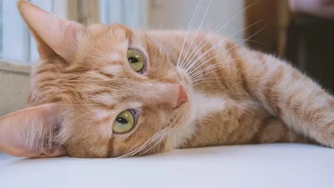 Cute red-haired cat lies on the bed and looks at the camera with loving eyes. Stock Footage 238696464