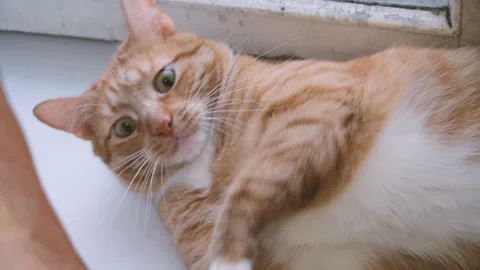 Cute red-haired cat lies on the bed and looks at the camera with loving eyes. Stock Footage 238696469