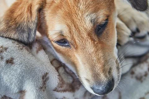 Cute red-haired dog with hanging ears is lying on the sofa on a blanket Stock Photos
