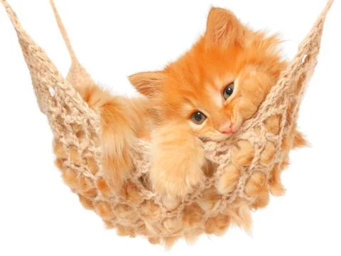 Cute red haired kitten in hammock Stock Photos