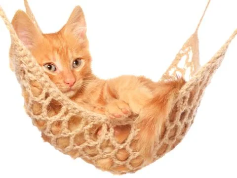 Cute red haired kitten in hammock Stock Photos