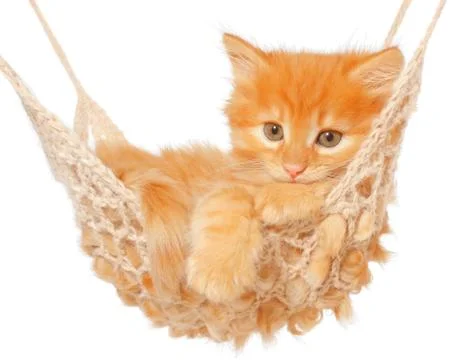 Cute red-haired kitten in hammock Stock Photos