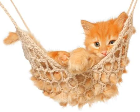 Cute red haired kitten in hammock Stock Photos