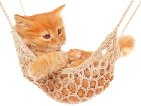 Cute red haired kitten in hammock Stock Photos