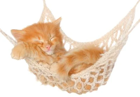 Cute red haired kitten sleeping in hammock Stock Photos