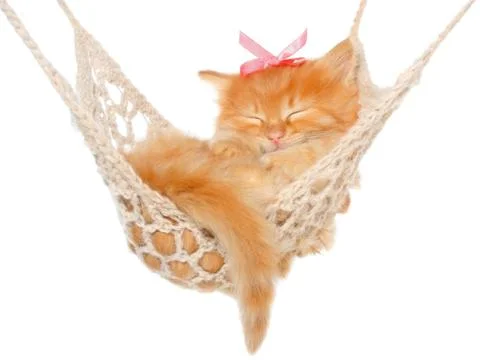 Cute red-haired kitten sleeping. Stock Photos