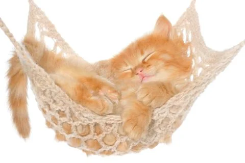 Cute red haired kitten sleeping in hammock Stock Photos