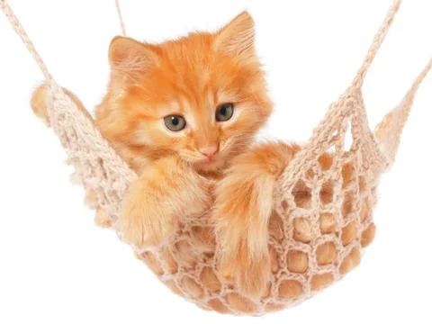 Cute red haired kitten sleeping in hammock Stock Photos