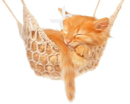 Cute red haired kitten sleeping in hammock Stock Photos