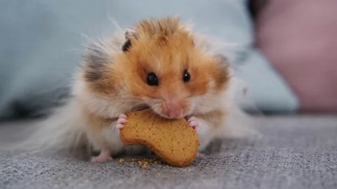 Cute red hamster sits on the couch and eats a cookie Stock Footage 170294735