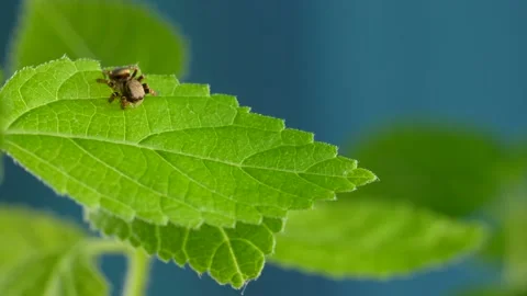 Cute Red Jumping Spider Sitting on Green Plant with Leafs Stock Footage 152989071