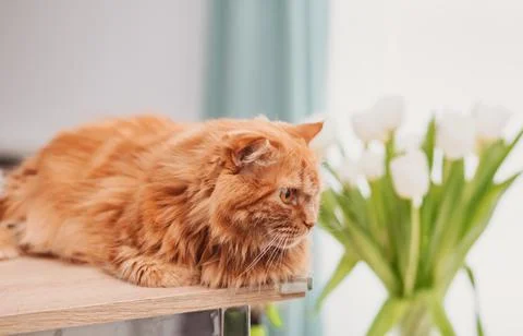 A cute red kat  sits on the windowsill against a background of green plants and  Foto stock