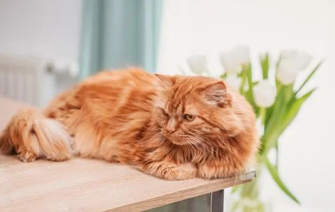 A cute red kat  sits on the windowsill against a background of green plants and  Stock Photos