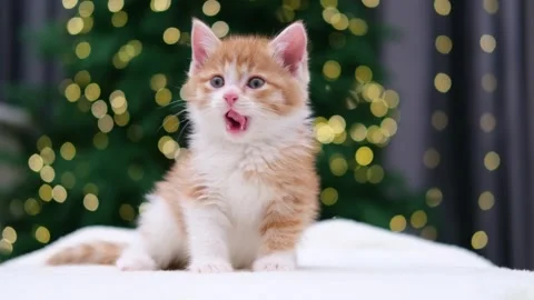 Cute red kitten on Christmas background with bokeh 動画素材 294870139