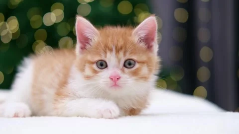 Cute red kitten on Christmas background with bokeh Stock-Footage 294870184
