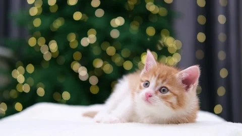 Cute red kitten on Christmas background with bokeh Stock-Footage 304942653