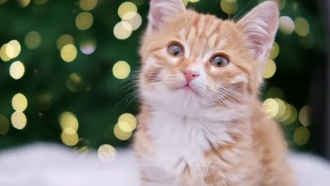Cute red kitten on Christmas tree background with bokeh 動画素材 302421925