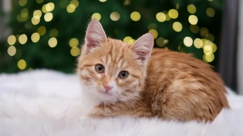 Cute red kitten on Christmas tree background with bokeh Stock-Footage 304951658
