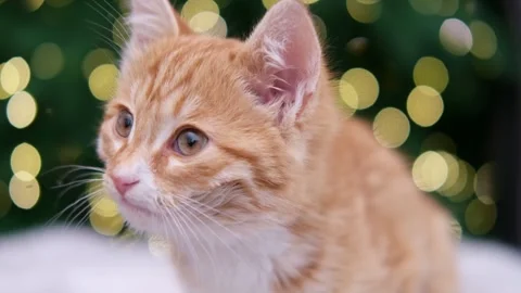 Cute red kitten on Christmas tree background with bokeh Stock-Footage 304951744