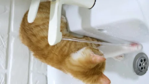 Cute red kitten drinks tap water Stockbeeldmateriaal 304951403