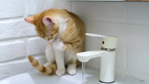 Cute red kitten drinks tap water Stock-Footage 304951464