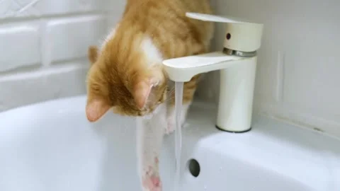 Cute red kitten drinks tap water Stock-Footage 304951519