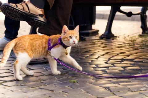 Cute red kitten on a leash Stock Photos