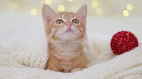 Cute red kitten lies on bokeh background, christmas background Stock-Footage 304942829