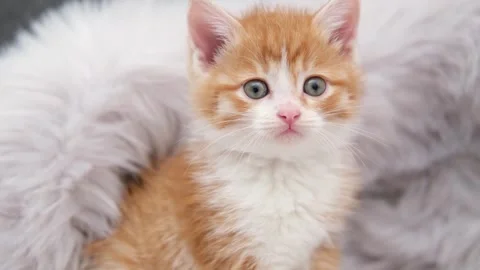 Cute red kitten on a light background Stock-Footage 294871546