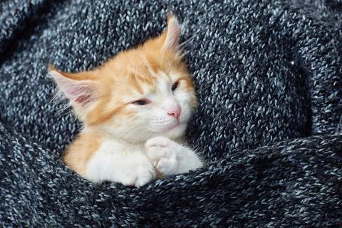 Cute red kitten is napping in a knitted dark gray melange blanket. Lifestyle. Stock Photos
