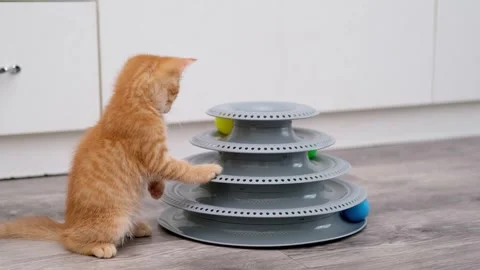 Cute Red Kitten Playing With Ball 스톡 동영상 275807183